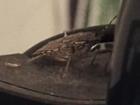 Stink bug standing on a webcam